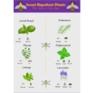 Insect Repellent Plants thumb
